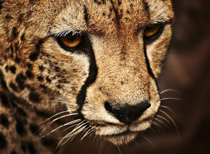 Wallpaper Cheetah, look, cute animals, Animals 7183716667